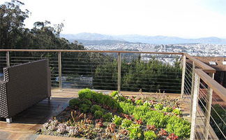 黄葛树：重庆的“绿巨人”