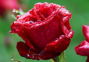 月季的生长习性揭秘