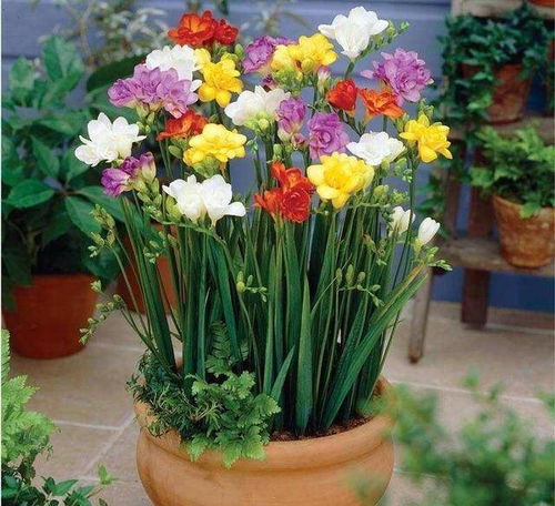 小苍兰留种子蕞佳时间揭秘