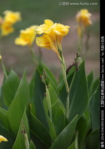 美人蕉的食用与药用价值