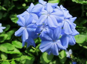 夏日炎炎，安康之花如何挑选？