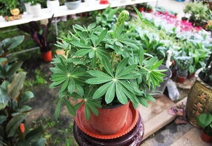 龙须叶子下垂别慌张，找准病因拯救绿植