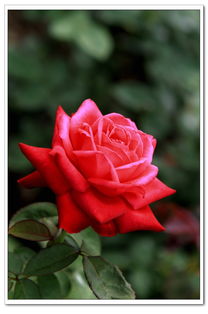 夏季管理， 月季的健康之道