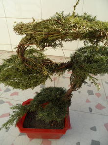 墓地里的绿意盎然：适合种植的耐旱植物大揭秘