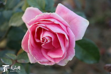 河北的月季花在新疆巴州绽放之谜