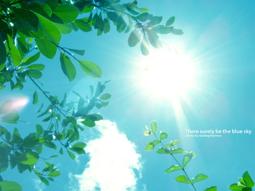 遮阳网的魔法：遮挡太阳， 保护叶子