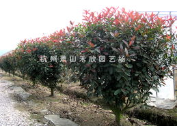 红叶石楠球：它是常绿的哦！