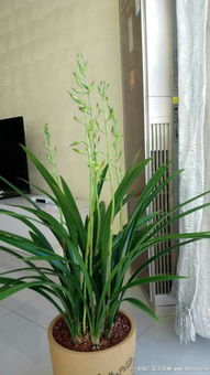 新手快速判断品种，堪这三部位