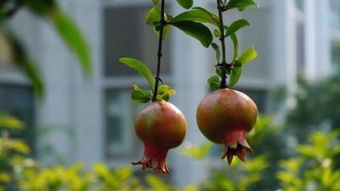 浇水时期，根据生长阶段调整