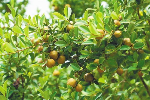 「山茶油」种植秘诀大公开！轻松掌握油茶树种植妙招！