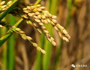 丁草胺封闭处理对水稻安全，苄嘧丙草胺在水稻种植前几天使用合适吗？