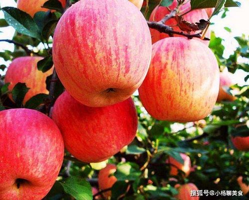 苹果品种大全图片，想知道哪种苹果甜就看这篇