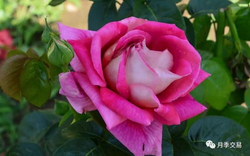 月季花的日常使用与功效