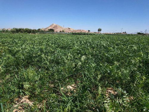 种子沙藏的技巧