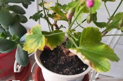 抖音热门分享：养花技巧大公开