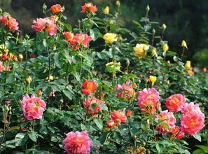 月季花色的秘密