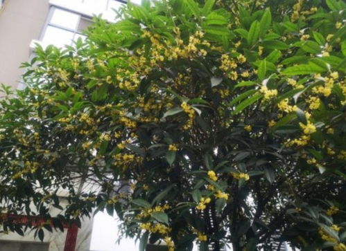 五种花最适合门口种植
