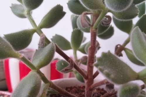 熊童子夏天叶子掉落？可能是养护出了问题