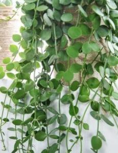 串钱藤的养殖细节