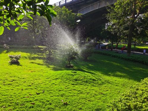 咋样管理马尾松， 让它长得好