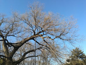 技术保障：专业的团队