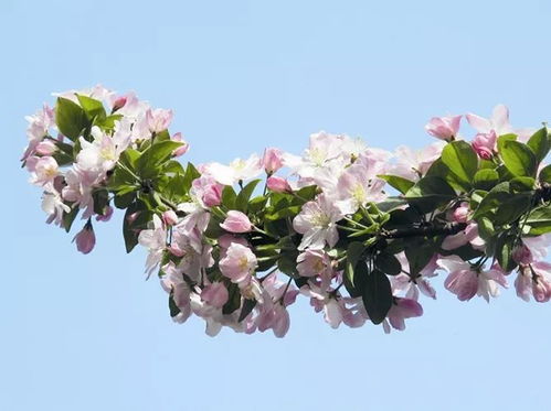 冬季修剪， 树木生长的小秘密