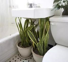 生菜：简单易养的小清新