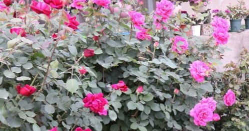 月季修剪大揭秘：如何让花朵盛放geng久