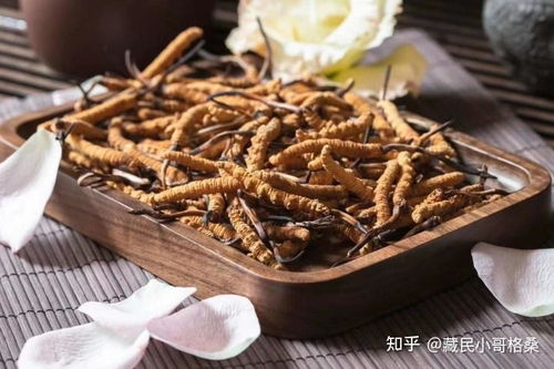 冬虫夏草主要产自哪些地区？有哪些知名的冬虫夏草产地