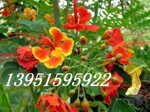 快速生长的“秘方”