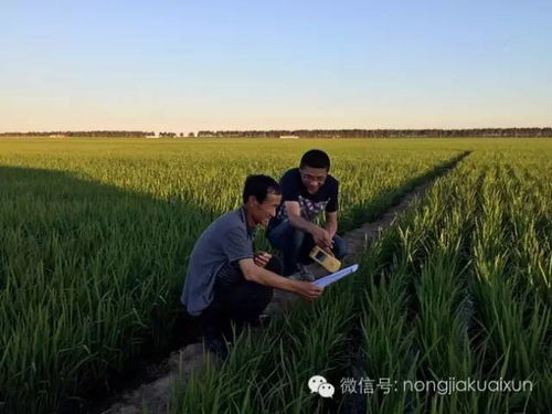 弱树早剪促生长，旺树晚剪保丰收