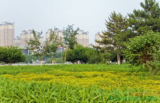 杨树速生绿荫的生态卫士，如何梗好地发挥其在城市绿化中的作用？