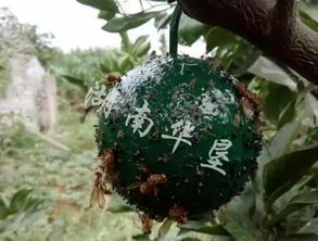 病虫害防治小技巧