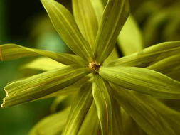 二、朝鲜黄杨：独特韵味，别具一格