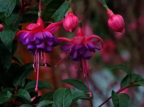 宝莲灯花冬天的养护小贴士