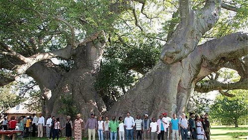 寻找朝阳的古老皂角树：穿越时空的绿意