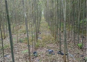 豌豆种植方法