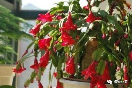 蟹爪兰开花时要注意光照，如何让花朵更加艳丽