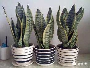 虎尾兰与绿萝：耐阴且美观