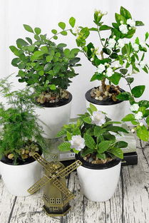 花卉的搭配与装饰