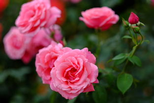 小仙女月季：那朵小小的仙子花