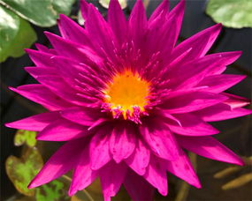 睡莲品种及繁殖方式