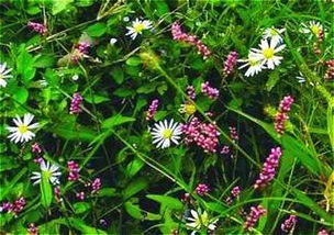 鸢尾花的灵魂：塞纳河畔的蓝紫色诗篇