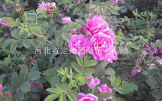 四季玫瑰怎么根据四季变化进行修剪
