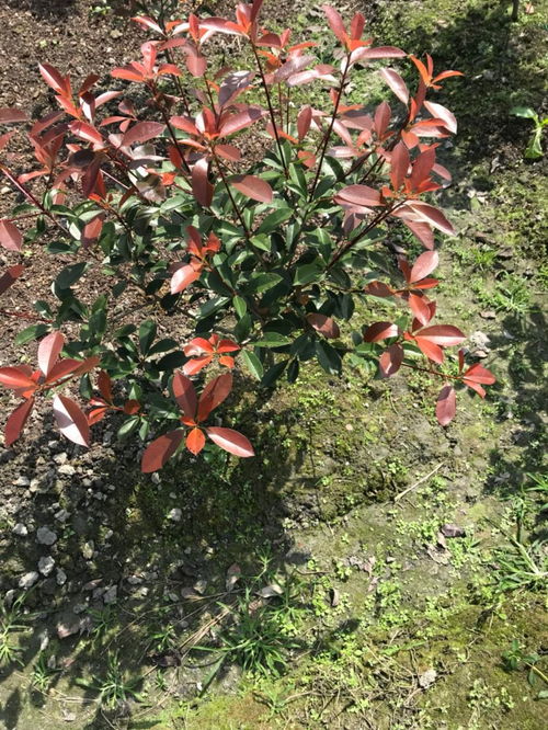 红叶石楠价格波动因素
