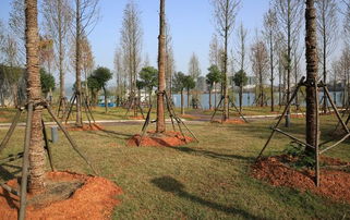 移栽的细节问题