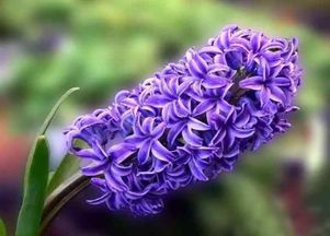 传统与智嫩：扦插技术的变革之路