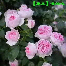 新种植的月季如何进行日常养护和科学管理