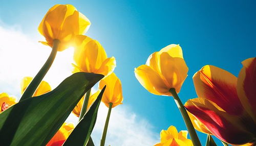 蓝色花卉的辨认小技巧