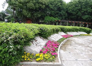 该品种是从日本引入的一个亮红色高端葡萄品种